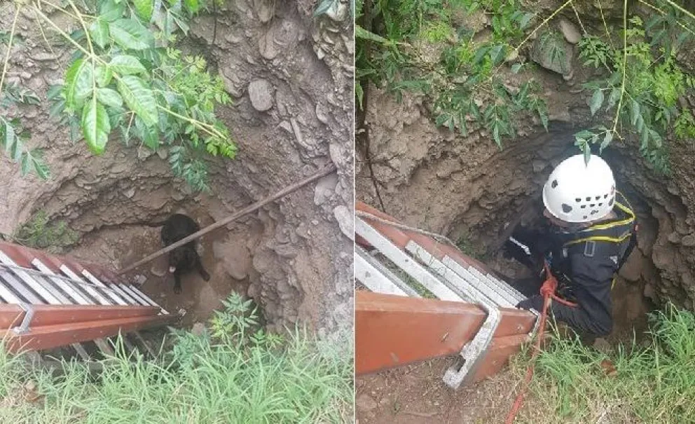 Rescataron un perro que había caído a un pozo