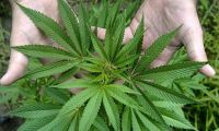Abren las preinscripciones a la Diplomatura en Cannabis Medicinal
