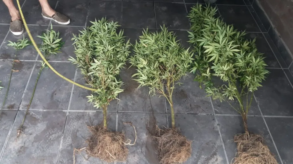 Villa de Merlo: secuestran plantas y plantines de marihuana