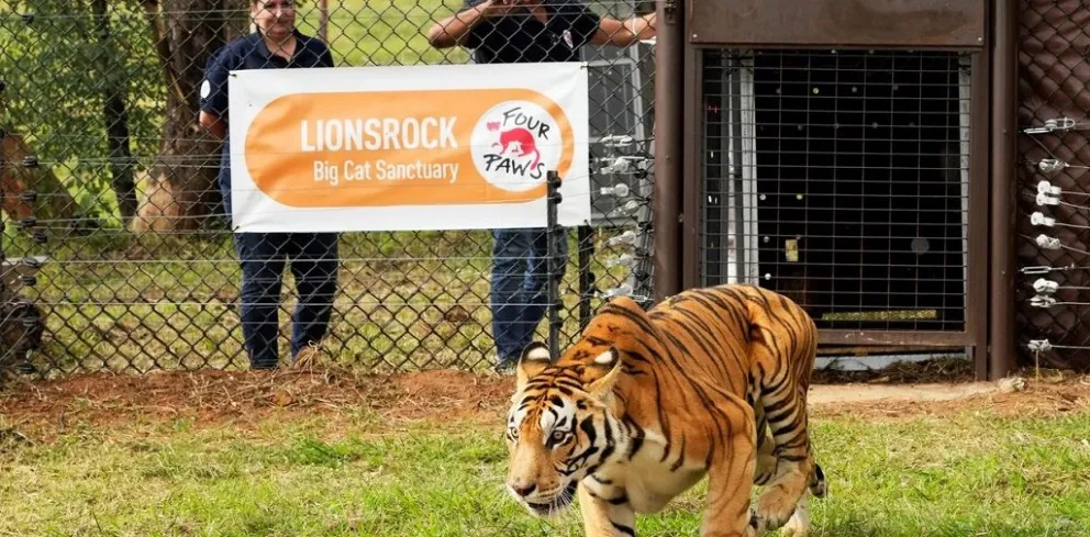 La nueva vida de los 4 tigres de Bengala que estuvieron años en un vagón de tren