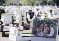Villa de Merlo: Proponen la creación de un cementerio municipal de mascotas