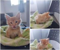 Una historia de maltrato animal con final feliz