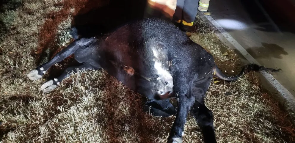 Animal suelto en la autopista 55 casi provoca una tragedia